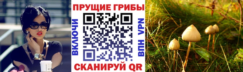 Псилоцибиновые грибы Psilocybe  Купить закладки  Качканар 